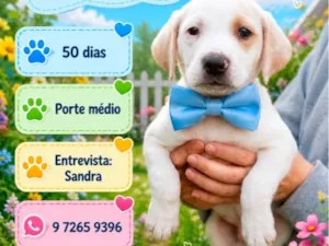 Cachorro raça SRD-ViraLata idade Abaixo de 2 meses nome Zeus