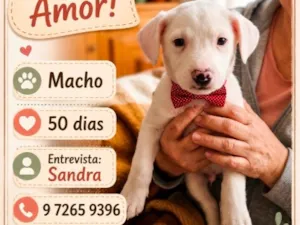 Cachorro raça SRD-ViraLata idade Abaixo de 2 meses nome Claudinei 