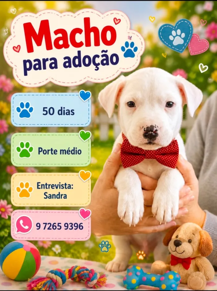 Cachorro raça SRD-ViraLata idade Abaixo de 2 meses nome Zeca