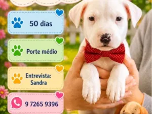 Cachorro raça SRD-ViraLata idade Abaixo de 2 meses nome Zeca