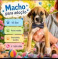 Chico
