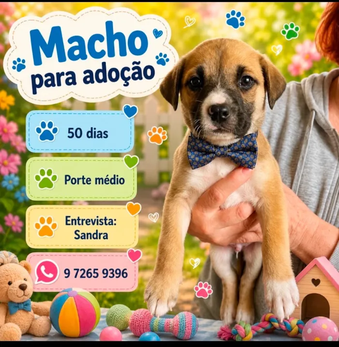 Cachorro raça SRD-ViraLata idade Abaixo de 2 meses nome Chico