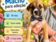Chico