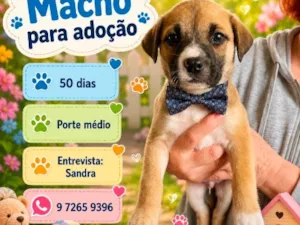 Cachorro raça SRD-ViraLata idade Abaixo de 2 meses nome Chico