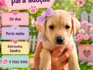 Cachorro raça SRD-ViraLata idade Abaixo de 2 meses nome Anny