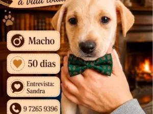 Cachorro raça SRD-ViraLata idade Abaixo de 2 meses nome Billy 