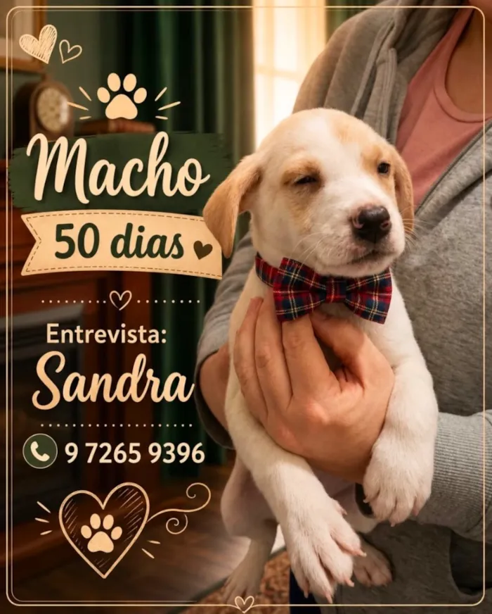 Cachorro raça SRD-ViraLata idade 2 a 6 meses nome Apolo 