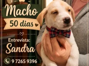 Cachorro raça SRD-ViraLata idade 2 a 6 meses nome Apolo 