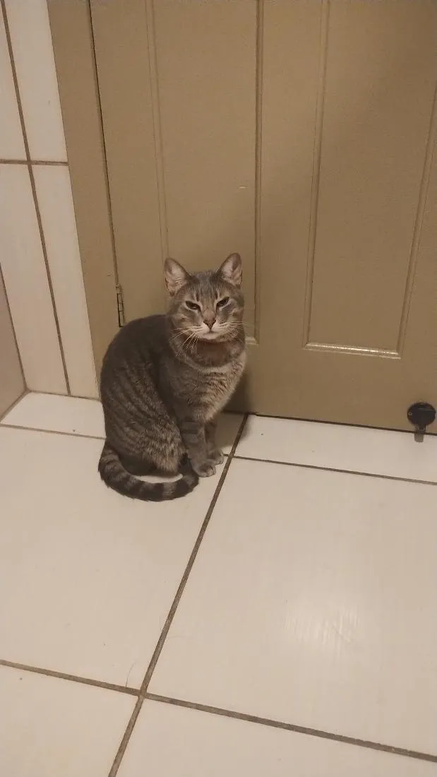 Gato raça SRD-ViraLata idade 4 anos nome Marrie
