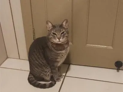 Gato raça SRD-ViraLata idade 4 anos nome Marrie