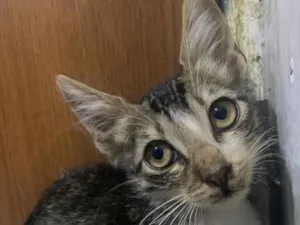 Gato raça SRD-ViraLata idade 2 a 6 meses nome Zuzu