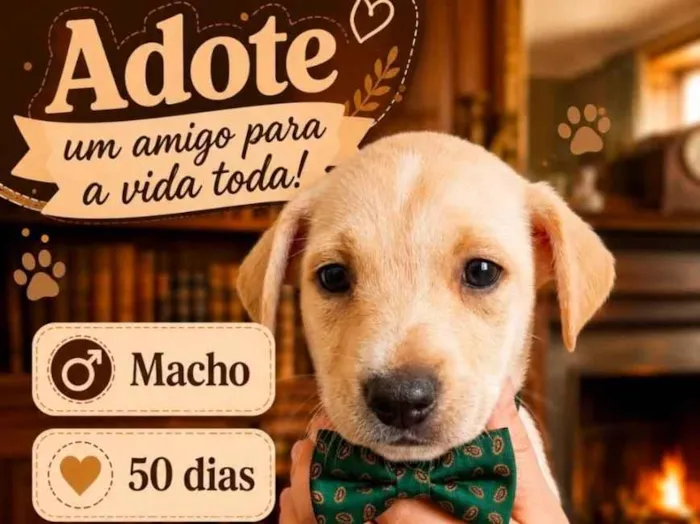 Cachorro raça SRD-ViraLata idade Abaixo de 2 meses nome Billy 