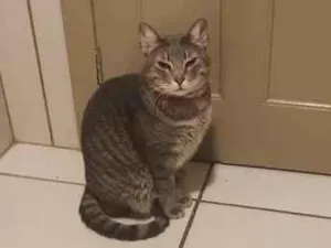 Gato raça SRD-ViraLata idade 4 anos nome Marrie