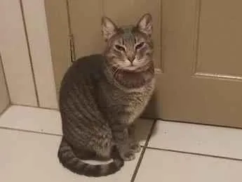 Gato raça SRD-ViraLata idade 4 anos nome Marrie