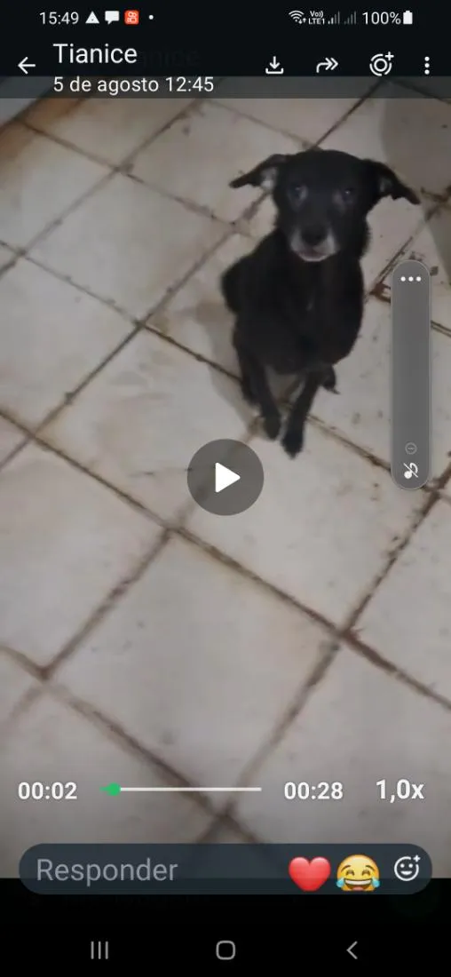 Cachorro raça SRD-ViraLata idade 6 ou mais anos nome Kira