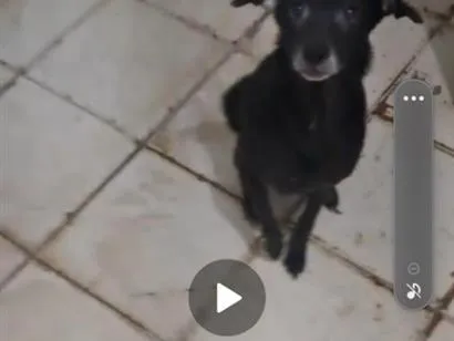 Cachorro raça SRD-ViraLata idade 6 ou mais anos nome Kira