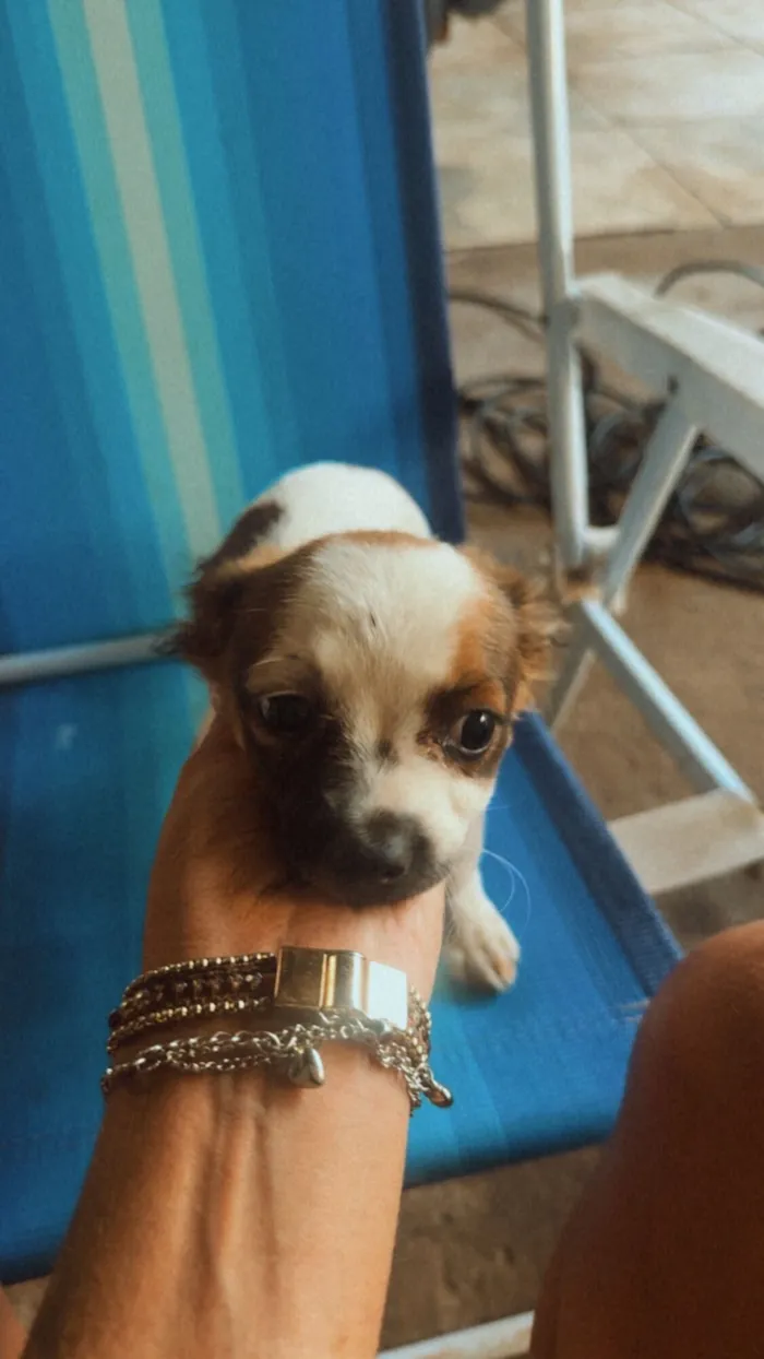 Cachorro raça Shitzu com pincher  idade Abaixo de 2 meses nome Está sem nome 