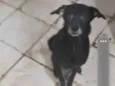 Kira