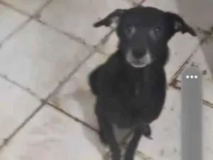 Cachorro raça SRD-ViraLata idade 6 ou mais anos nome Kira