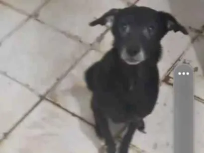 Cachorro raça SRD-ViraLata idade 6 ou mais anos nome Kira