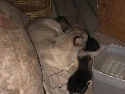 Gato raça SRD-ViraLata idade 2 anos nome Maria
