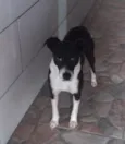 Coca