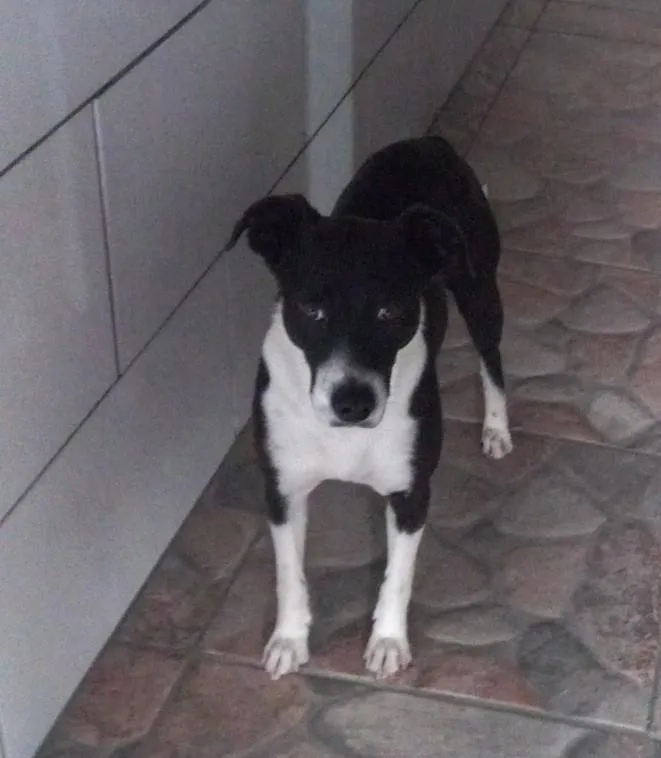 Cachorro raça SRD-ViraLata idade 4 anos nome Coca
