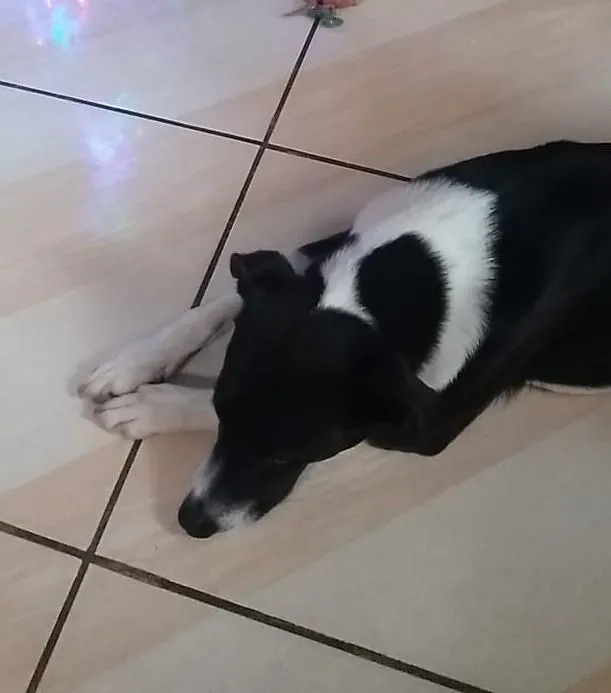 Cachorro raça SRD-ViraLata idade 4 anos nome Coca