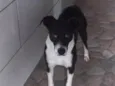 Coca
