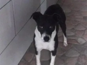 Cachorro raça SRD-ViraLata idade 4 anos nome Coca