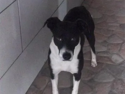 Cachorro raça SRD-ViraLata idade 4 anos nome Coca