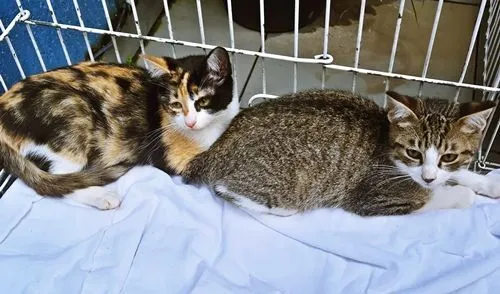 Gato raça SRD-ViraLata idade 2 a 6 meses nome MARÍLIA TRICOLOR