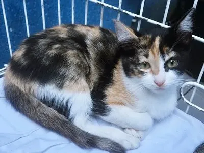 Gato raça SRD-ViraLata idade 2 a 6 meses nome MARÍLIA TRICOLOR