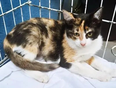 Gato raça SRD-ViraLata idade 2 a 6 meses nome MARÍLIA TRICOLOR