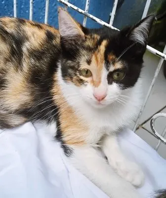 Gato raça SRD-ViraLata idade 2 a 6 meses nome MARÍLIA TRICOLOR