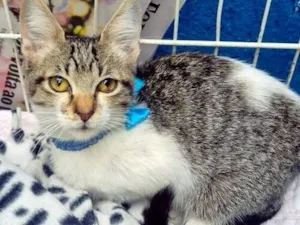 Gato raça SRD-ViraLata idade 2 a 6 meses nome PEDRO JOSÉ