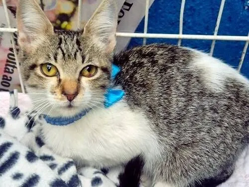 Gato raça SRD-ViraLata idade 2 a 6 meses nome PEDRO JOSÉ
