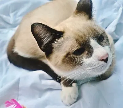 Gato raça SRD-ViraLata idade 2 a 6 meses nome PEDRINHO MIX