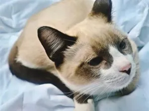 Gato raça SRD-ViraLata idade 2 a 6 meses nome PEDRINHO MIX