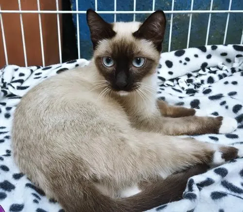 Gato raça Siamês idade 7 a 11 meses nome LENINHA MIX
