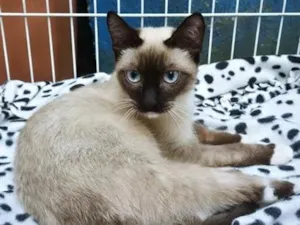 Gato raça Siamês idade 7 a 11 meses nome LENINHA MIX