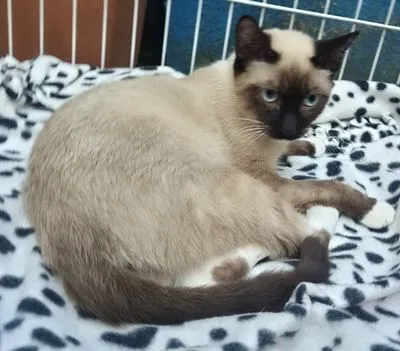 Gato raça Siamês idade 7 a 11 meses nome LENINHA MIX