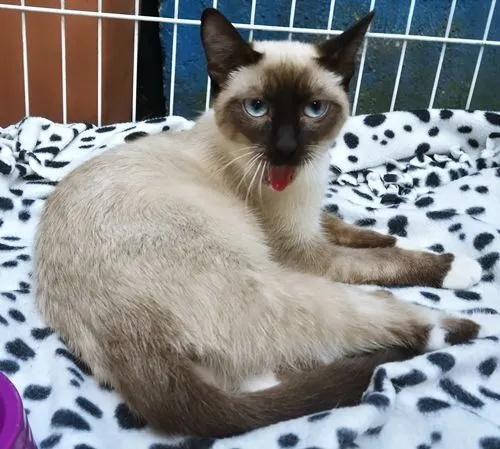 Gato raça Siamês idade 7 a 11 meses nome LENINHA MIX