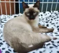 LENINHA MIX