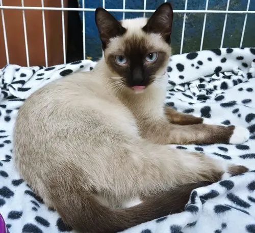 Gato raça Siamês idade 7 a 11 meses nome LENINHA MIX