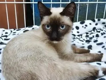 Gato raça Siamês idade 7 a 11 meses nome LENINHA MIX