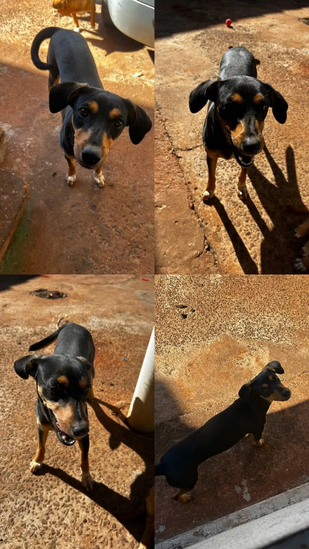 Cachorro raça SRD-ViraLata idade 7 a 11 meses nome Mel