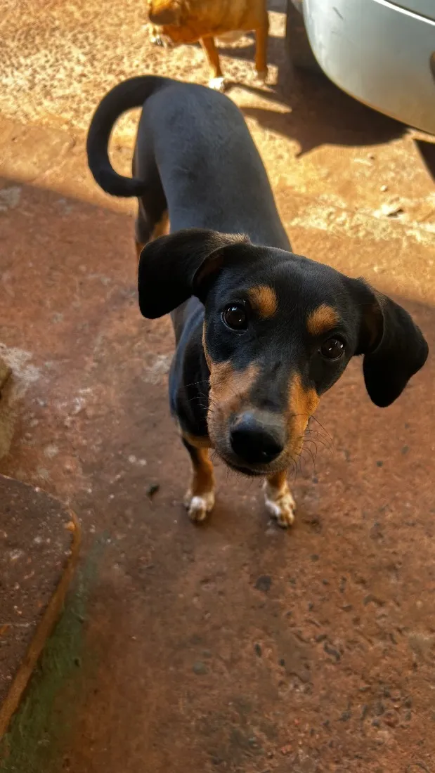 Cachorro raça SRD-ViraLata idade 7 a 11 meses nome Mel