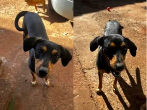 Cachorro raça SRD-ViraLata idade 7 a 11 meses nome Mel