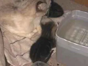 Gato raça SRD-ViraLata idade 2 anos nome Maria